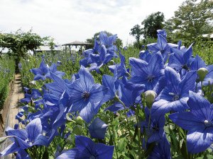 香勝寺 キキョウ